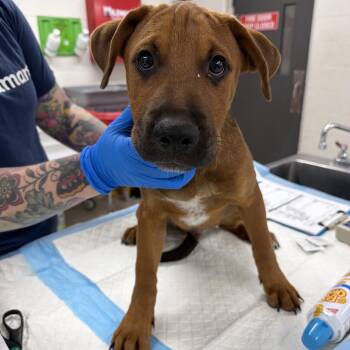 Reginald -  Pit Bull Terrier and Mixed Breed Dog for Adoption in Indianapolis, Indiana - Reginald | PetCurious