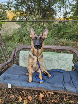 Rescue German Shepherd Dog Dogs for Adoption in Douglass Hills, Kentucky - Ghostie | PetCurious