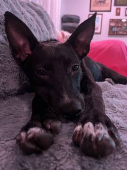 Rescue Labrador Retriever and Collie Dogs for Adoption in Youngsville, North Carolina - Kimber | PetCurious