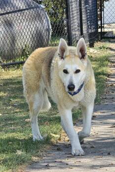 Rescue Shepherd Dogs for Adoption in Germantown, Ohio - Daisy Flower | PetCurious