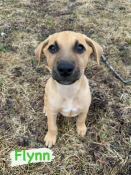 Mixed Breed Dogs Available for Adoption in Iron River, Michigan - Flynn | PetCurious