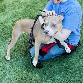 American Staffordshire Terrier Dogs Available for Adoption in Clifton, New Jersey - Meet COCOA - Fun Young Sweet Medium Size Girl! New Arrival!  | PetCurious