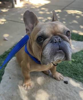 Potato -  French Bulldog Dog for Adoption in Los Angeles, California - Potato | PetCurious