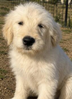 Goldendoodle Dogs Available for Adoption in Cerritos, California - Leilani | PetCurious