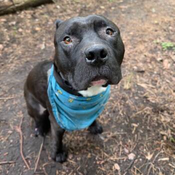 Magee -  Pit Bull Terrier Dog for Adoption in Walker, Michigan - Magee | PetCurious