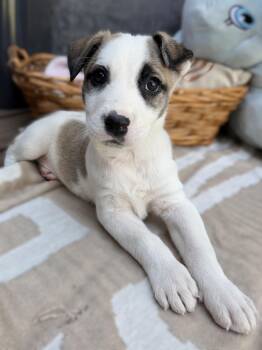 Molly (TOY Story) -  Terrier Dog for Adoption in Rollingwood, Texas - Molly (TOY Story) | PetCurious