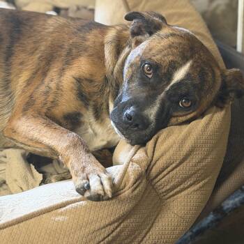 Plott Hound and Boxer Dogs Available for Adoption in Atlanta, Texas - Odin (150.00 Adoption Fee) | PetCurious