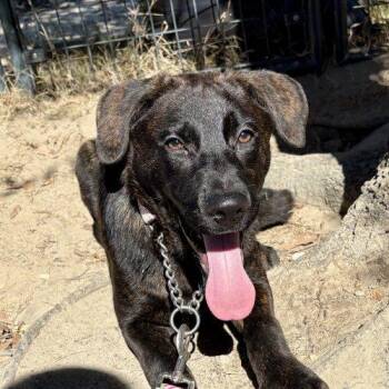 Cruella -  Dutch Shepherd and Labrador Retriever Dog for Adoption in Sanford, North Carolina - Cruella | PetCurious