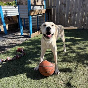Black Mouth Cur and Mixed Breed Dogs Available for Adoption - Benjamin | PetCurious