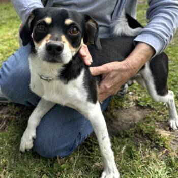 Mikey -  Mixed Breed Dog for Adoption in Oakland, California - Mikey | PetCurious