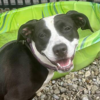Dani California -  Pit Bull Terrier Dog for Adoption in Buffalo, New York - Dani California | PetCurious