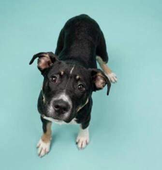 Shepherd and Mixed Breed Dogs Available for Adoption in Bowling Green, Kentucky - Shugg | PetCurious