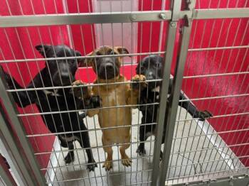 American Staffordshire Terrier Dogs Available for Adoption in Tulare, California - Siva | PetCurious