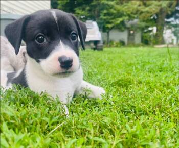 Winona -  Catahoula Leopard Dog Dog for Adoption in Clinton, Wisconsin - Winona | PetCurious