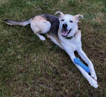 Toby -  Shepherd and German Shepherd Dog Dog for Adoption in Bethel, Vermont - Toby | PetCurious