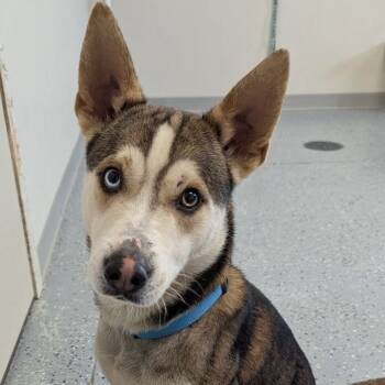 Rescue Husky and Mixed Breed Dogs for Adoption in Yankton, South Dakota - Fred | PetCurious