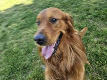 Golden Retriever Dogs Available for Adoption in Louisville, Kentucky - Zeus Rios | PetCurious