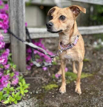 Chihuahua Dogs Available for Adoption in Portland, Oregon - Punkin | PetCurious