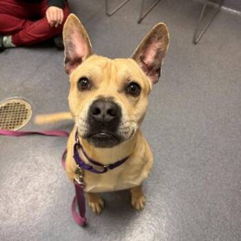 Mixed Breed Dogs Available for Adoption in Richmond, Virginia - Ken | PetCurious