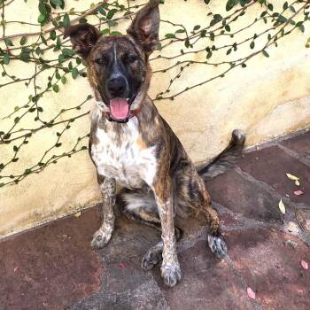 Terra -  Mixed Breed Dog for Adoption in San Francisco, California - Terra | PetCurious
