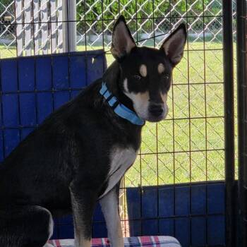 Kris -  Mixed Breed Dog for Adoption in Medford, Oregon - Kris | PetCurious