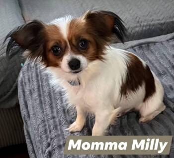 Chihuahua Dogs Available for Adoption in Lexington, Kentucky - Milly | PetCurious
