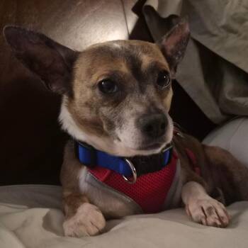 Rusty -  Chihuahua Dog for Adoption in Portage, Michigan - Rusty | PetCurious
