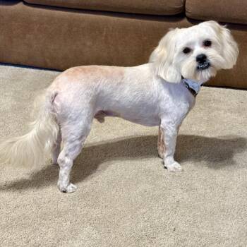 Max -  Maltese and Shih Tzu Dog for Adoption in Santa Fe, Texas - Max | PetCurious