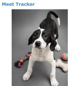 Tracker -  Black Labrador Retriever Dog for Adoption in Kenhorst, Pennsylvania - Tracker | PetCurious