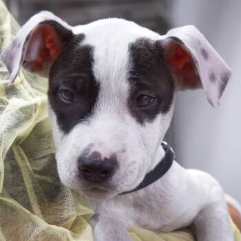 Fettuccine -  Terrier and Mixed Breed Dog for Adoption in South Elgin, Illinois - Fettuccine | PetCurious