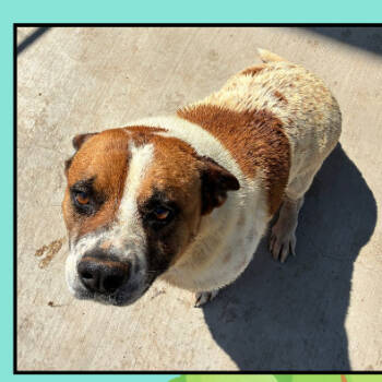 Rescue Cattle Dog and Mixed Breed Dogs for Adoption in Grand Junction, Colorado - Maxey | PetCurious