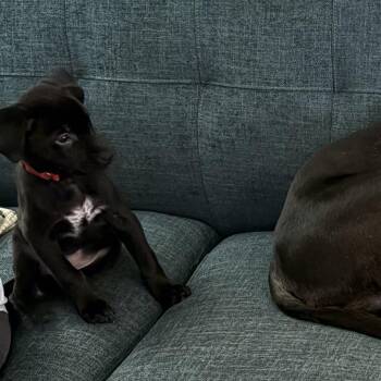 Eric (aka Prince Eric) -  Mixed Breed Dog for Adoption in Alma, Michigan - Eric (aka Prince Eric) | PetCurious