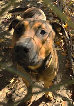 Rescue Rhodesian Ridgeback Dogs for Adoption in Saint Clairsville, Ohio - Hawk Aka Dior | PetCurious