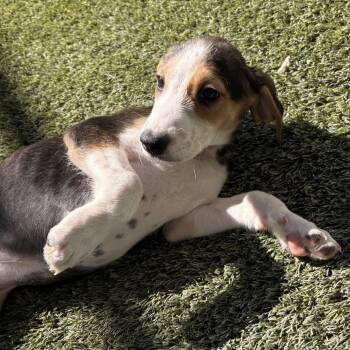 Annie 4029 -  Coonhound Dog for Adoption in Loxahatchee Groves, Florida - Annie 4029 | PetCurious