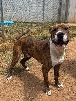 Rescue Boxer Dogs for Adoption in Bossier City, Louisiana - Cam | PetCurious
