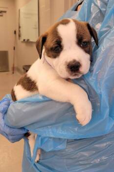 Pit Bull Terrier and Mixed Breed Dogs Available for Adoption in Chillicothe, Ohio - Chicken | PetCurious