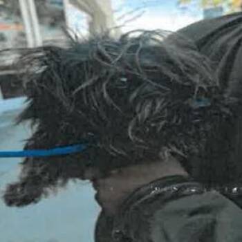 Gigi A2278074 -  Lhasa Apso Dog for Adoption in Los Angeles, California - Gigi A2278074 | PetCurious