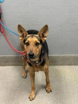 Rescue German Shepherd Dog Dogs for Adoption in Las Vegas, Nevada - DORITO | PetCurious