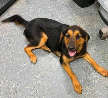 Sallee -  Labrador Retriever and Hound Dog for Adoption in Morristown, Tennessee - Sallee | PetCurious