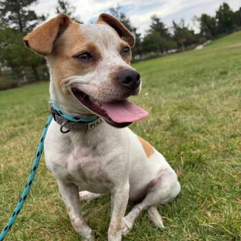 Quill - City of Industry Location -  Jack Russell Terrier and Pug Dog for Adoption in Chino Hills, California - Quill - City Of Industry Location | PetCurious