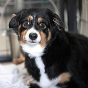 Sissy (AG26-42) -  Australian Shepherd Dog for Adoption in Peyton, Colorado - Sissy (AG26-42) | PetCurious