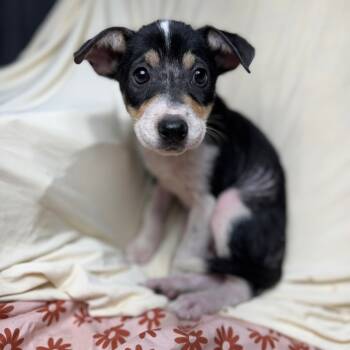 Rescue Australian Cattle Dog Blue Heeler and Mixed Breed Dogs for Adoption in Tomball, Texas - Janet | PetCurious