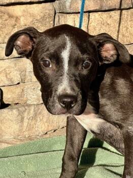 Rescue Pit Bull Terrier and Mixed Breed Dogs for Adoption in Yakima, Washington - Anabelle | PetCurious