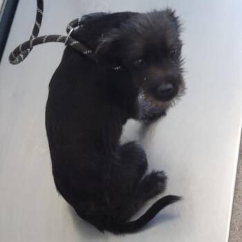 Mixed Breed Dogs Available for Adoption in Las Cruces, New Mexico - Eeyore | PetCurious