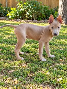 Harpeth (f) -  Pit Bull Terrier Dog for Adoption in Nashville, Tennessee - Harpeth (f) | PetCurious
