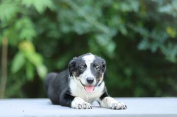 Timber -  Bernese Mountain Dog and Australian Shepherd Dog for Adoption in Lucedale, Mississippi - Timber | PetCurious