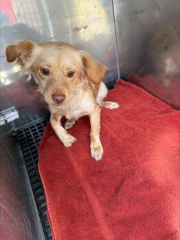 Chihuahua and Mixed Breed Dogs Available for Adoption - Olive | PetCurious