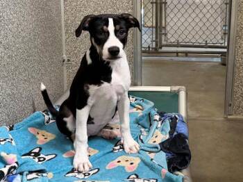 ANTIGONE -  Pit Bull Terrier Dog for Adoption in Santa Rosa, California - ANTIGONE | PetCurious