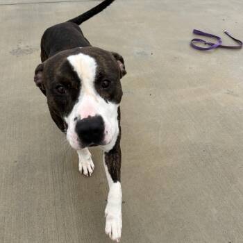 Korg -  Pit Bull Terrier Dog Available for Adoption in Harrisonburg, Virginia - Korg | PetCurious