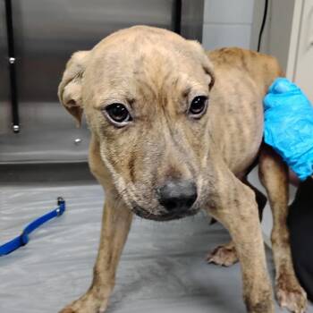 Lucky -  Mixed Breed Dog for Adoption in Summerville, South Carolina - Lucky | PetCurious
